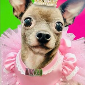 Tiny Teacup Chihuahua Wicked Fan🩷💚🩷 Pink Goes Good With Green🩷💚🩷💚